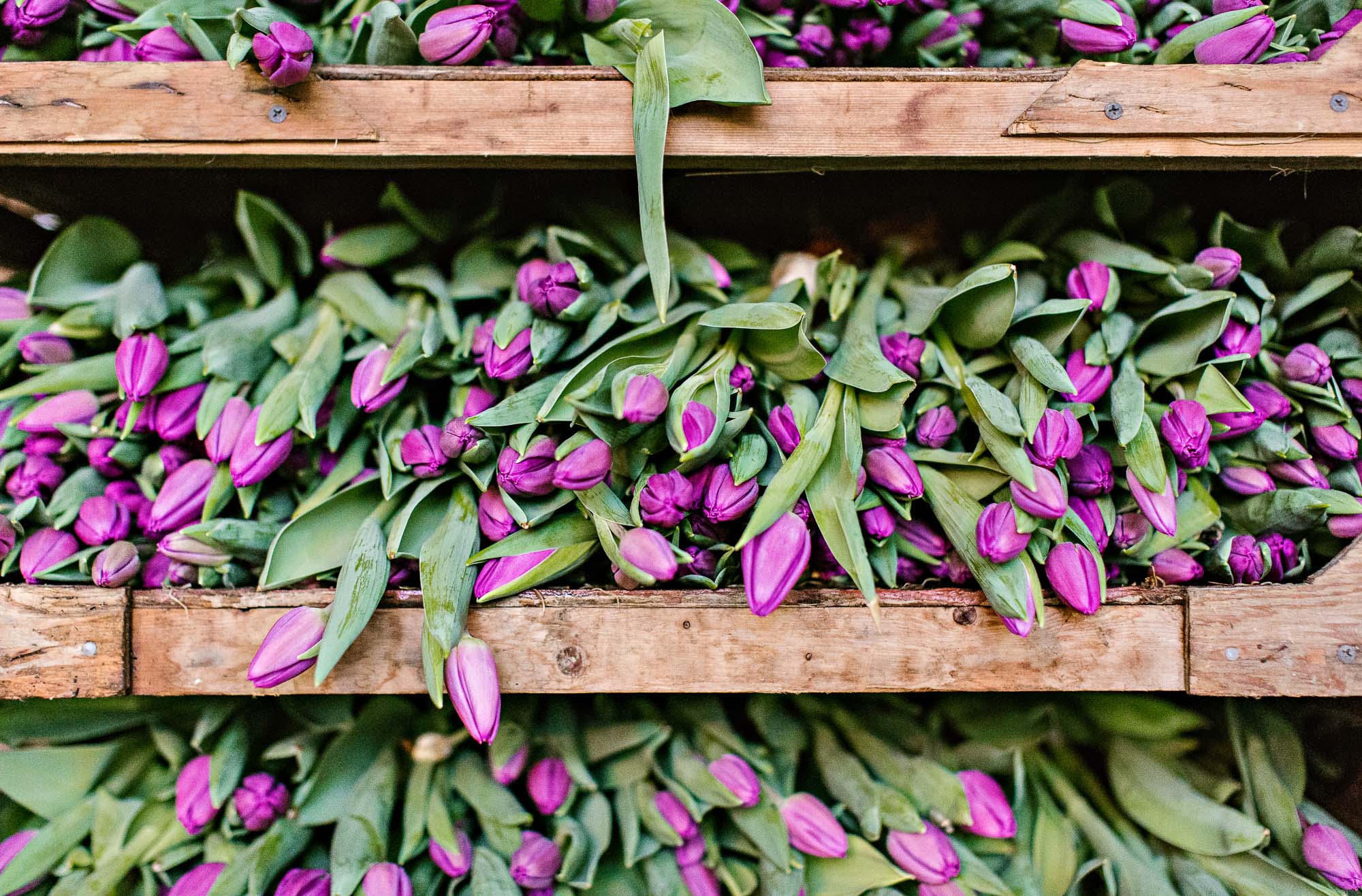 0034-Goehring-Farm-TulipFestival-8379